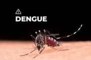 Brote record de dengue