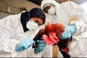 Alerta gripe aviar